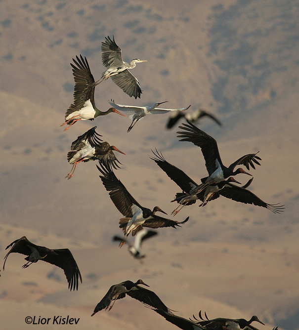 חסידה שחורה  Black Stork Ciconia nigra                              עמק בית שאן אוקטובר 2006